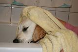 SECHAGE - GOLDEN RETRIEVER 016